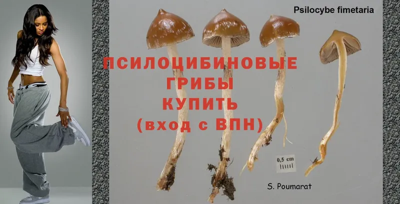 Псилоцибиновые грибы Psilocybe Губаха